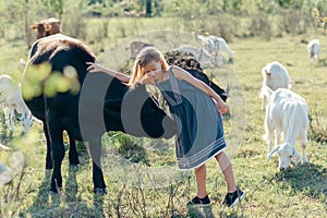 Caucasian little girl feeding cows with in paddock on farm. Modern countryside lifestyle. Agriculture and farming.