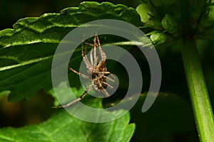 Caucasian macro spider Solpuga on nettle leaf