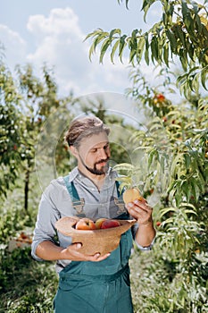 Gardener harvesting ripe peaches