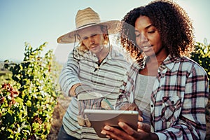 Caucasian male farmer pointing to mixed race female co worker discussing plants on digital tablet while working in