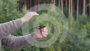 Caucasian man with a big butterfly of black and yellow colors in his hand. Video. Side view of a middle aged man