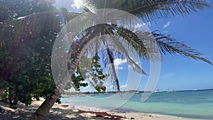 caucasian man climbing up on palm tree to get coconuts. concept of traveling and adventure