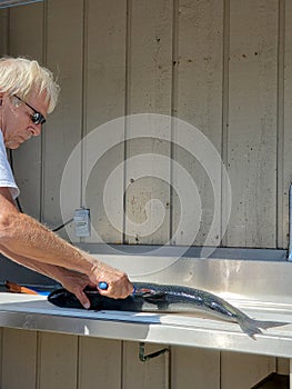 Caucasian man filleting salmon photo