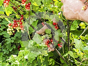 Caucasian man picking redcurrants ribes rubrum in the orchard during summer