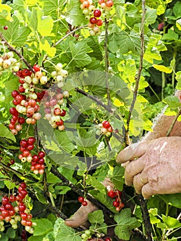 Caucasian man picking redcurrants ribes rubrum in the orchard during summer