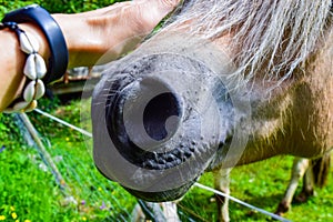 The caucasian man`s hand stroking a horse`s face. Horse nostrils close-up