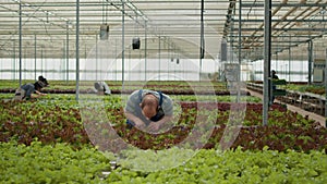 Caucasian man working in greenhouse inspecting lettuce plants checking for damage or pests