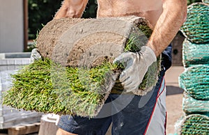 Caucasian Men Moving Rolls of Nature Grass Turfs