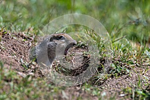 Caucasian mountain ground squirrel or Spermophilus musicus