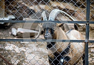 Caucasian mountain sheep with huge horns stands in the paddock