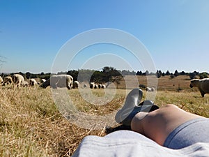 Caucasian naked legs wearing grey shorts and black boots, legs up, one foot on knee, lying in a grass field watching sheep & Llama