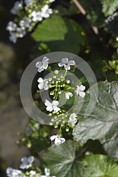 Caucasian pennycress