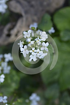 Caucasian pennycress