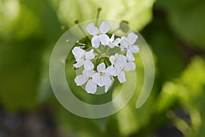 Caucasian pennycress photo