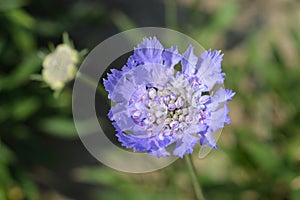 Caucasian pincushion flower