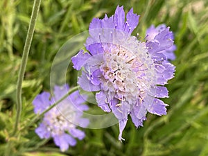 Caucasian pincushion flower / Lomelosia caucasica or Scabiosa caucasica / Pincushion-flower, Caucasian scabious, Garten-Skabiose photo