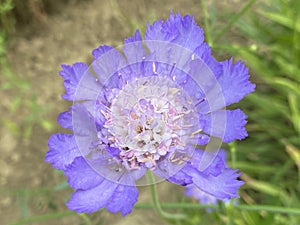 Caucasian pincushion flower / Lomelosia caucasica or Scabiosa caucasica / Pincushion-flower, Caucasian scabious, Garten-Skabiose photo