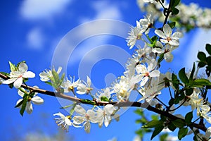 Caucasian plum white blossom and blue sky