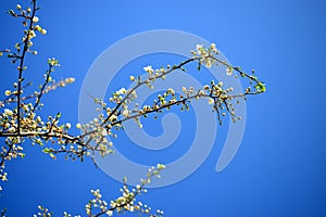 Caucasian plum white blossom and blue sky background