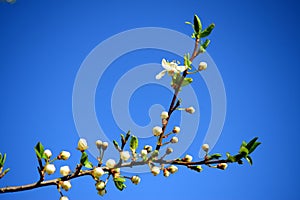 Caucasian plum white blossom and blue sky background