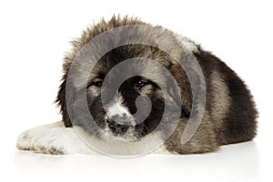 Caucasian puppy lying on a white background