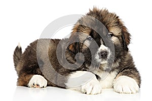 Caucasian puppy lying on a white background