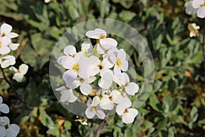 `Caucasian Rock Cress` flower - Arabis Caucasica