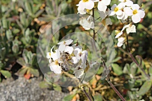 `Caucasian Rock Cress` flower - Arabis Caucasica