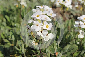 `Caucasian Rock Cress` flower - Arabis Caucasica