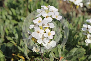 `Caucasian Rock Cress` flower - Arabis Caucasica