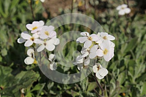 `Caucasian Rock Cress` flower - Arabis Caucasica