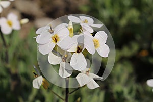 `Caucasian Rock Cress` flower - Arabis Caucasica