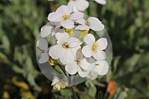 `Caucasian Rock Cress` flower - Arabis Caucasica