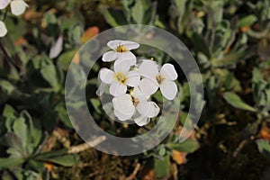 `Caucasian Rock Cress` flower - Arabis Caucasica