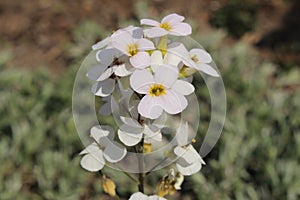 `Caucasian Rock Cress` flower - Arabis Caucasica