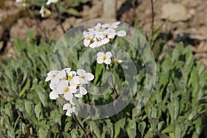 `Caucasian Rock Cress` flower - Arabis Caucasica