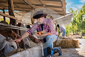 Caucasian senior farmer man cattle farming owner holding a clipboard with checklist details of cows in the countryside farm