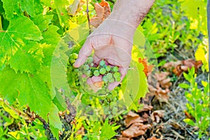 Caucasian senior hand caring of grapes