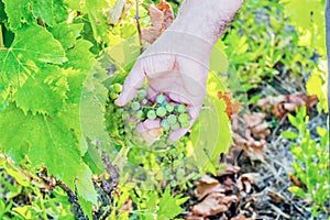 Caucasian senior hand caring of grapes