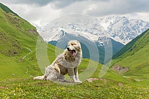 Caucasian sheep dog for the guard of cattle