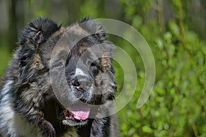 Caucasian sheepdog portrait