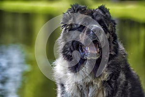 Caucasian sheepdog portrait