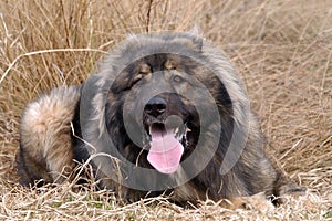 Caucasian shepherd