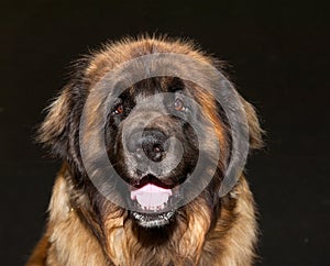 Caucasian shepherd dog