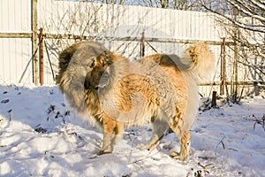 Caucasian shepherd dog