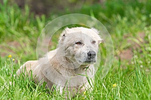 Caucasian Shepherd Dog