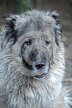 Caucasian Shepherd Dog