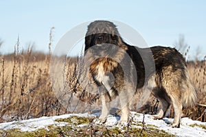 Caucasian Shepherd dog