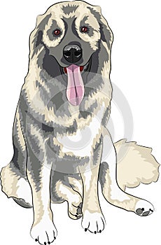 Caucasian Shepherd Dog