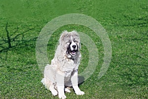 Caucasian shepherd dog is 6 month. Beautiful happy puppy is in an garden